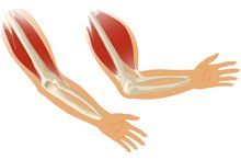 Different Workouts for Different Parts of the Biceps