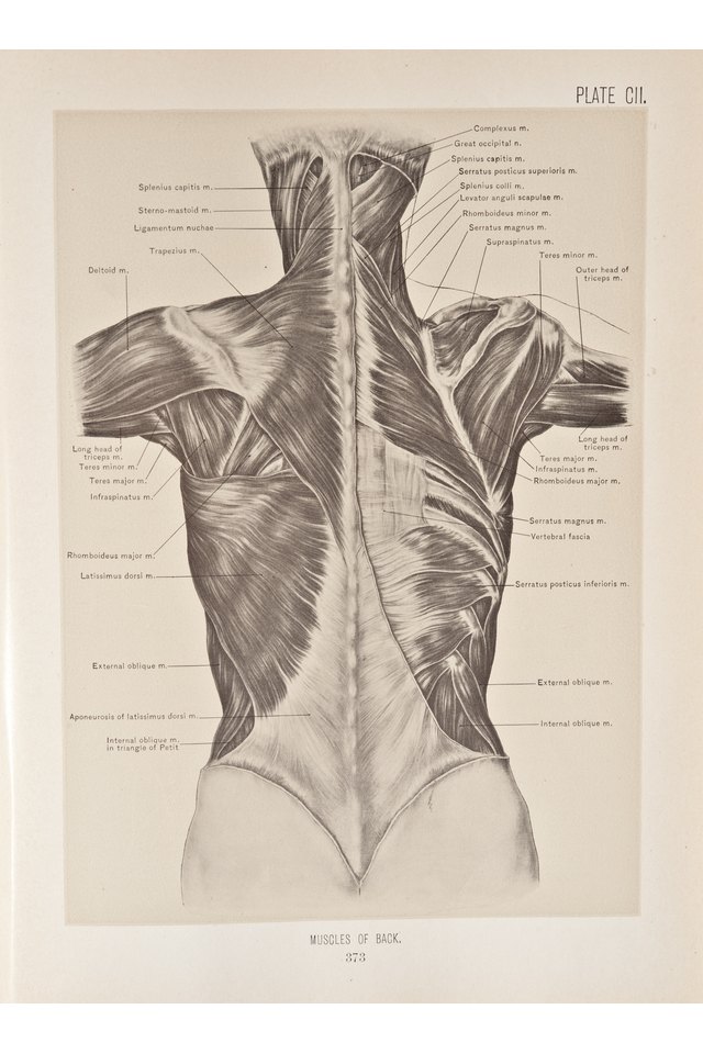 Muscles Of The Back