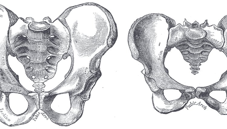 male and female pelvis