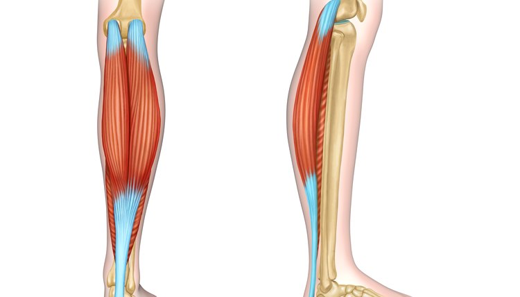 Calf muscles diagram