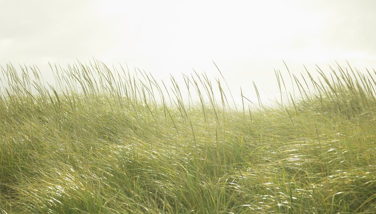 Grass glowing in sunlight