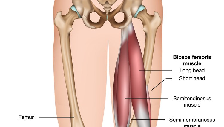 hamstring muscle anatomy 3d medical vector illustration on white background